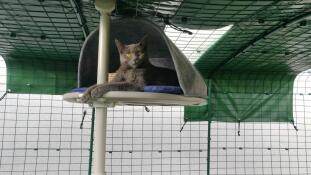 A grey cat sitting in a den on a platform.