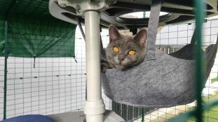 A grey cat sitting in a grey hammock.