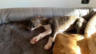 En valp som vilar i sin grå bolsterbädd