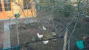 Intelligete Autodoor