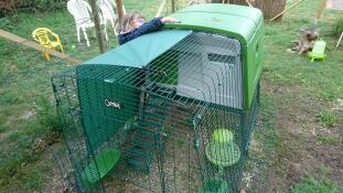 Omlet groen Eglu Cube groot kippenhok en ren in tuin