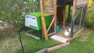 A green chicken coop connected to a wooden enclosure