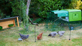 Chickens in a garden, pecking seeds next to their green chicken coop with run
