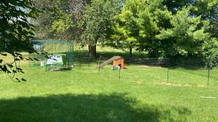 Great chicken fencing!