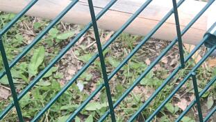 Ein barschholz ist bereits gerissen