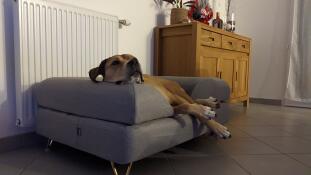 Ein hund entspannt sich in einem grauen hundebett