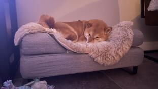A Shiba Inu dog resting in his grey dog bed with bolster