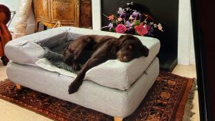 Un chien qui dort sur son lit gris, la tête posée sur le traversin.