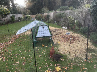 My garden Omlet GoUp and 4 hens