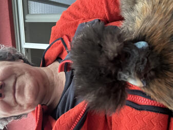 Chewbacca- the hairstyle fits