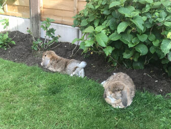 Reuben and skye ❤️