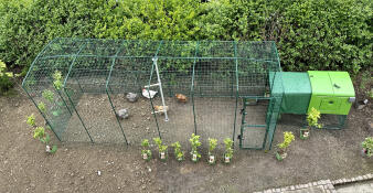 Large enclosure + tunnel + Eglu Cube