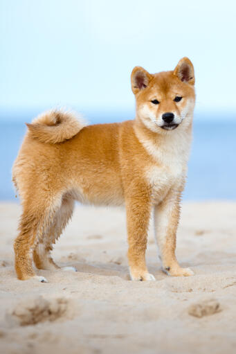 Hot japanese shiba inu breeders Free Shipping Black Friday