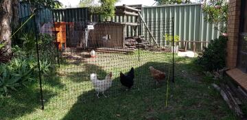 Omlet For My Three Girls 