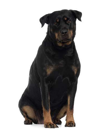 Rottweiler Dogs | Dog Breeds