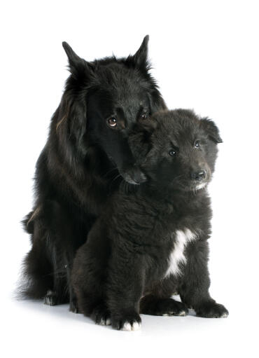 A loving Belgian Shepherd Dog (Groenendael) with her puppy