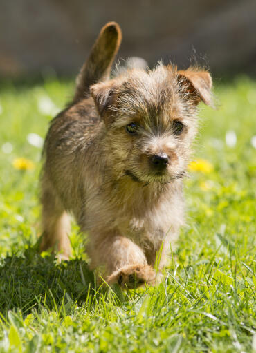 Norfolk Terrier Dogs Dog Breeds