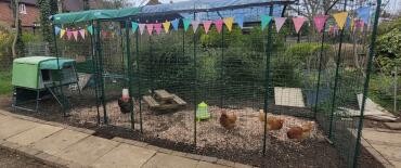 Happy hens frolicking in their new run