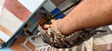 My sparrow hawk