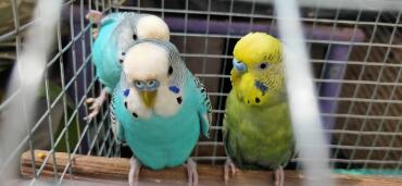 My blue males for sale