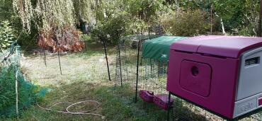 Omlet provide all you need to make the perfect home for your birds.