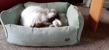 I did order the lovely Omlet cat bed,  but sadly it was too small even though Yeti loved it.  But he also loves the replacement dog bed!  So spoilt....
