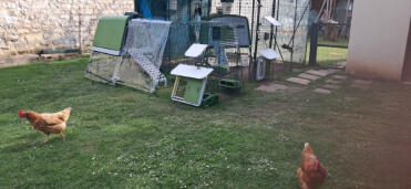 Mon nouveau POULAILLER 2026 