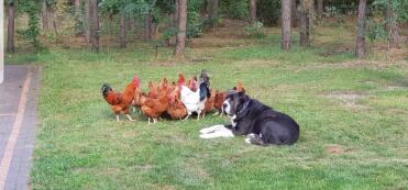 How great to see pets living in harmony!