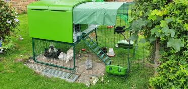 Chicks enjoying their new home