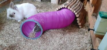Designed to mimic a guinea pig burrow in the wild