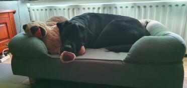A dog curled up on his dog bed with a dog toy.
