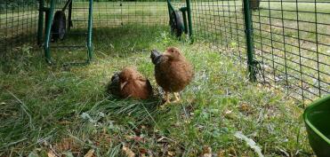 What sweet little hens!