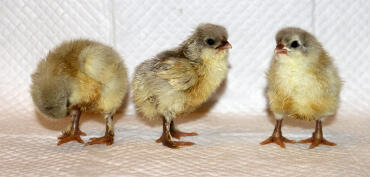 Blue Splash Marans, 2 Mädchen und 1 Junge, gerade mit 1 Tag aus dem Inkubator