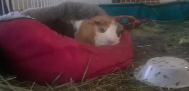 Taking a nap