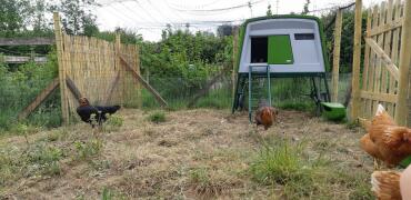 A flock of chickens standing outside their Eglu chicken house.