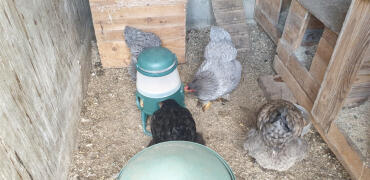 Chicken feeder