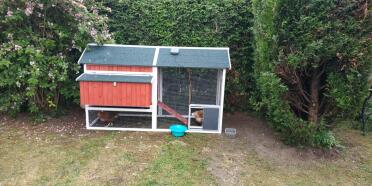 Our wooden coop with an automatic door install on the run.