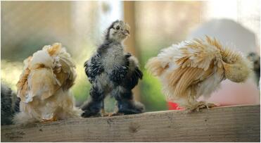 Chickens in run