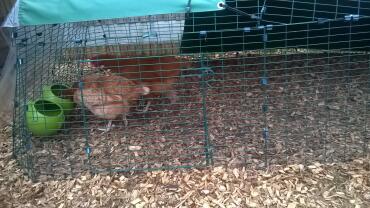 Le nostre galline che si Godono un sorso rinfrescante dal loro glug