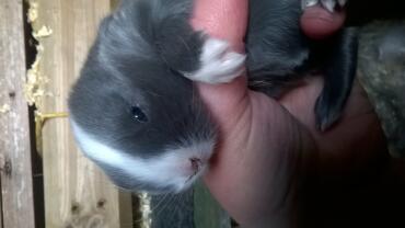 2 Wochen alter Mini Lop Blue Split