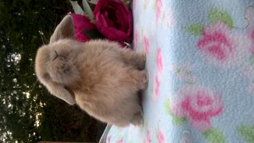 5 Wochen alte Mini Lop Bubbleia Hasen