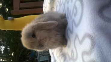 7 Wochen alter Mini Lop