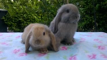 Mini lops di 8 settimane