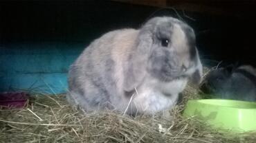 Blue Fawn Harlekin Mini Lop Buddleia Hasen