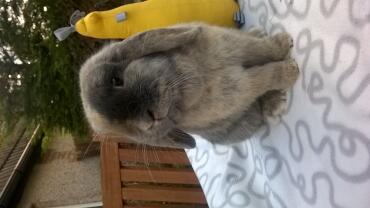 Blue Fawn Mini Lop