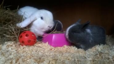Mutter und Babys