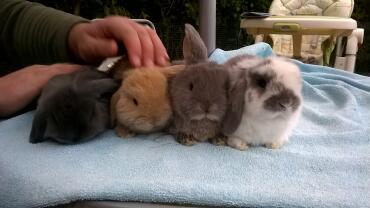 Mini Lop Wurf