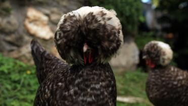 gallina cuculo polacco / di Timea Nógrádi