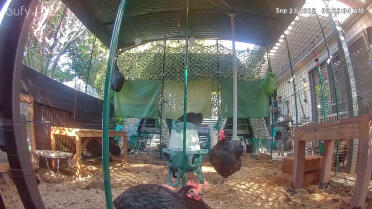 Grandiosa corsa a piedi