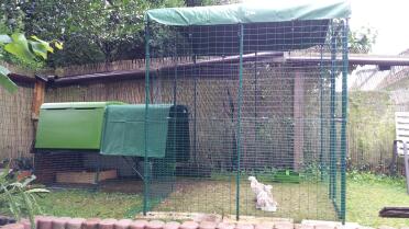 Wetterschutz f Lachshühner